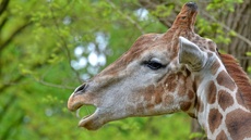 Giraffe_5.jpg